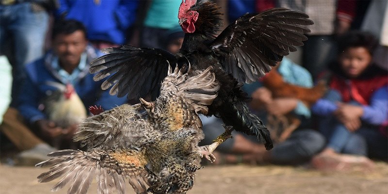 Lựa chọn kèo chuẩn - kinh nghiệm đá gà quan trọng